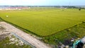 Green young rice field texture. Green rice plants growing. Aerial View Royalty Free Stock Photo