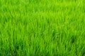 Green young rice in paddy field Royalty Free Stock Photo