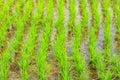 Green young rice sprout ready to growing in the rice field Royalty Free Stock Photo
