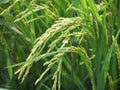 Green young rice (Oryza sativa) in the rice field Royalty Free Stock Photo