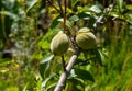 Green, young, ripening fruits of a peach tree on a branch on a sunny day Royalty Free Stock Photo