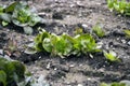 The leaves of green young salade