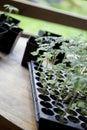 Green, young seedling tomatoes