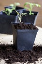 Green, young seedling tomatoes