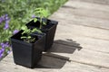 Green, young seedling tomatoes