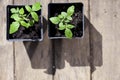 Green, young seedling tomatoes