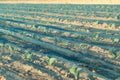 green young seedlings of cabbage under protective net, fields of ripening agro culture, agricultural concept, environmentally