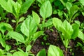 Green young seedlings for planting