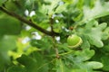 Green young small acorn on an oak tree branch Royalty Free Stock Photo
