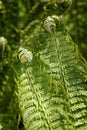 Green young spring fern leaves in the forest Royalty Free Stock Photo