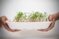 Green young sprouts in plastic box, white background with copy space. Child hands are holding container with sprouts Royalty Free Stock Photo