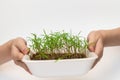 Green young sprouts in plastic box, white background with copy space. Child hands are holding container with sprouts Royalty Free Stock Photo