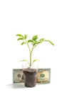 Green young sprouts in a plastic cup and one hundred dollars next to a white background Royalty Free Stock Photo