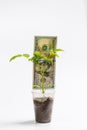 Green young sprouts in a plastic cup and one hundred dollars next to a white background Royalty Free Stock Photo