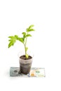 Green young sprouts in a plastic cup and one hundred dollars next to a white background Royalty Free Stock Photo