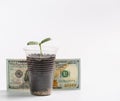 Green young sprouts in a plastic cup and one hundred dollars next to a white background Royalty Free Stock Photo