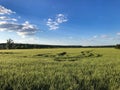 Green young summer wheat field with blue sky and clouds Royalty Free Stock Photo