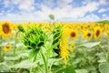 Green young sunflower bud on field with blue sky on background. Natural flower pattern Royalty Free Stock Photo