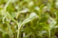 Green young sunflower sprout Royalty Free Stock Photo
