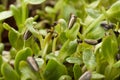 Green young sunflower sprout Royalty Free Stock Photo