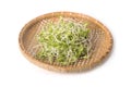 Green young sunflower sprouts Royalty Free Stock Photo