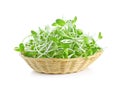 Green young sunflower sprouts in the basket isolated on white ba Royalty Free Stock Photo