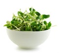 Green young sunflower sprouts in the bowl on white bac