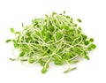 Green young sunflower sprouts isolated on white background Royalty Free Stock Photo