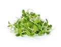 Green young sunflower sprouts Royalty Free Stock Photo