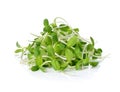 Green young sunflower sprouts