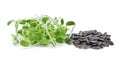 Green young sunflower sprouts and sunflower seeds Royalty Free Stock Photo