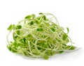 Green young sunflower sprouts Royalty Free Stock Photo