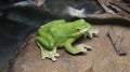 A green toad sitting near the pond. Royalty Free Stock Photo