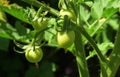 Green young tomato plang in summer Royalty Free Stock Photo