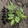 Green young tomato seedlings shoot