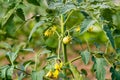 Green young tomato and yellow flowers on tomato in greenhouse. Royalty Free Stock Photo