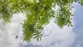 green young tree, leaves, blue sky and white clouds, spring background Royalty Free Stock Photo