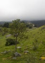 A green young tree with old countryside paths in middle of andean mountains