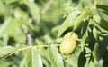 Green young walnuts grow on a tree. Variety Kocherzhenko close-up. The walnut tree grows waiting to be harvested. Green leaves Royalty Free Stock Photo