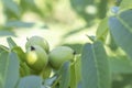 Green young walnuts grow on a tree. Variety Kocherzhenko close-up. The walnut tree grows waiting to be harvested. Green leaves Royalty Free Stock Photo