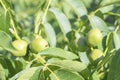 Green young walnuts grow on a tree. Variety Kocherzhenko close-up. The walnut tree grows waiting to be harvested. Green leaves Royalty Free Stock Photo