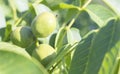 Green young walnuts grow on a tree. Variety Kocherzhenko close-up. The walnut tree grows waiting to be harvested. Green leaves Royalty Free Stock Photo