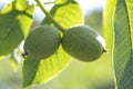 Green young walnuts grow on a tree. Variety Kocherzhenko close-up. The walnut tree grows waiting to be harvested. Green leaves Royalty Free Stock Photo