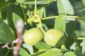 Green young walnuts grow on a tree. Variety Kocherzhenko close-up. The walnut tree grows waiting to be harvested. Green leaves Royalty Free Stock Photo