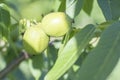 Green young walnuts grow on a tree. Variety Kocherzhenko close-up. The walnut tree grows waiting to be harvested. Green leaves Royalty Free Stock Photo