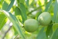 Green young walnuts grow on a tree. Variety Kocherzhenko close-up. The walnut tree grows waiting to be harvested. Green leaves Royalty Free Stock Photo