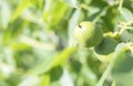 Green young walnuts grow on a tree. Variety Kocherzhenko close-up. The walnut tree grows waiting to be harvested. Green leaves Royalty Free Stock Photo