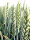 Green Young Wheat Royalty Free Stock Photo