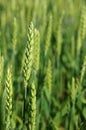 Green Young Wheat Royalty Free Stock Photo