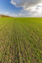 Green young wheat field Royalty Free Stock Photo